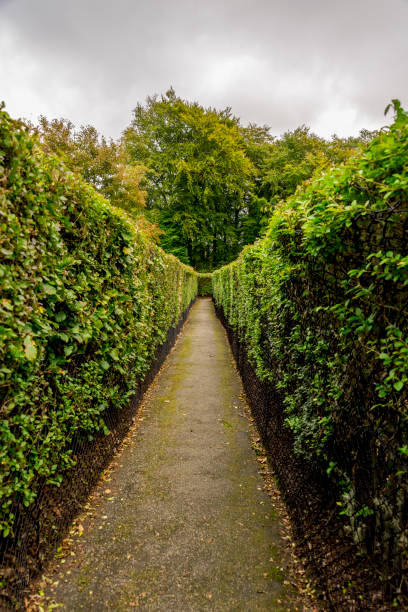 istock A long path to the exit or dead end inside Hazzlehead hedge maze, Aberdeen, Scotland 1165216398