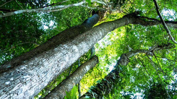istock Roaewood tree in the foret 1165216503