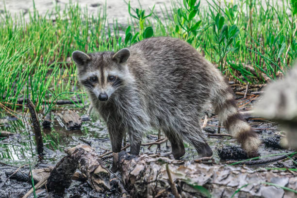 istock raccoon causing mischief at a campsite 1165219425