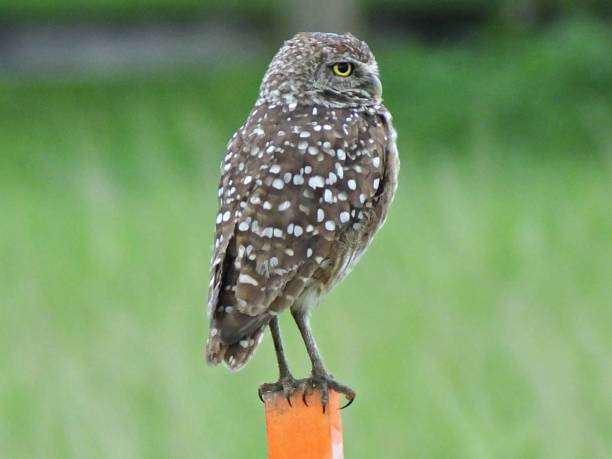 istock Burrowing Owl (Athene cunicularia) resting on a wood post 1165223694