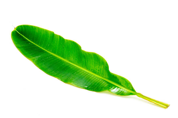 istock tropical banana leaf texture, large palm foliage nature on white background. 1165225118