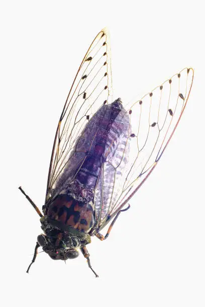 Photo of Large brown cicada,cicada isolated on white background