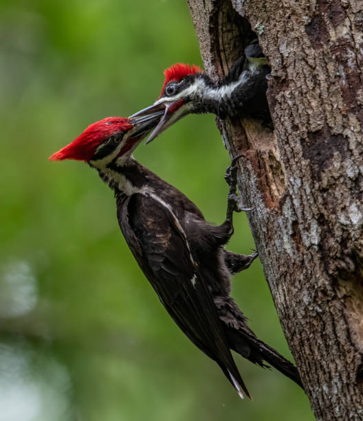 istock Pileated Woodpecker Portrait 1165225927