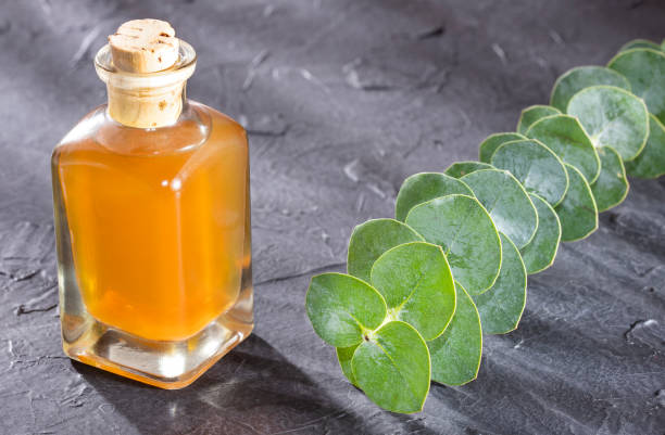 istock Eucalyptus little boy blue - Fresh and green leaves 1165228601