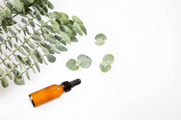 istock Eucalyptus little boy blue - Fresh and green leaves 1165231162