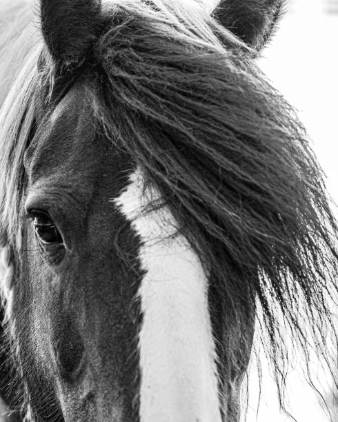 istock Close up of horse's face with flowing mane BW 1165231336
