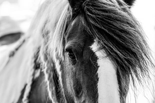 istock Gypsy horse black and white close up 1165231385
