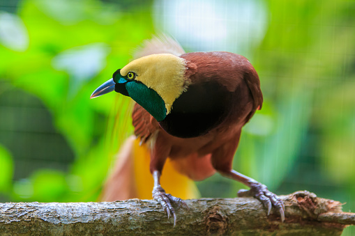 Lesser Bird of Paradise or Paradisaea minor. One Of the most exotic birds in Papua New Guinea.