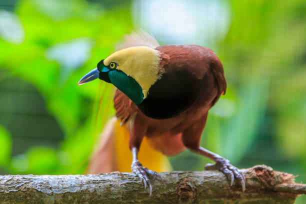 Lesser Bird of Paradise or Paradisaea minor Lesser Bird of Paradise or Paradisaea minor. One Of the most exotic birds in Papua New Guinea. bird of paradise bird stock pictures, royalty-free photos & images