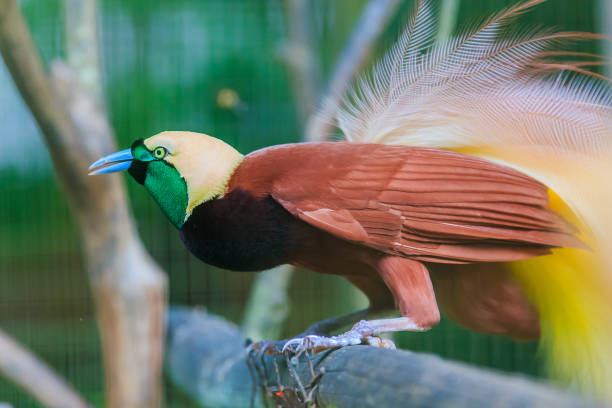 istock Lesser Bird of Paradise or Paradisaea minor 1165231916