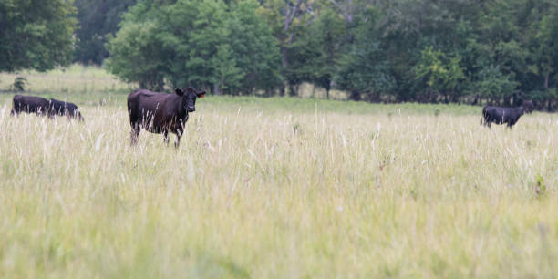 istock Web banner of Angus in overgrown southern pasture 1165231935