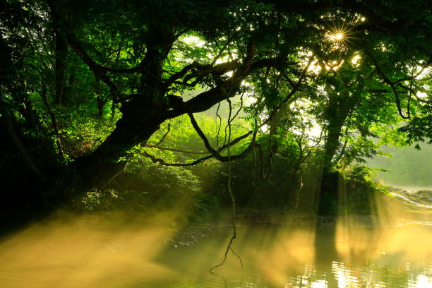 istock Iwate Prefecture summer mountain stream 1165231970