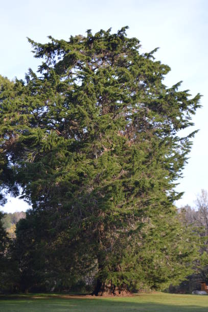 istock Cypress in Punucapa, Valdivia. 1165232137