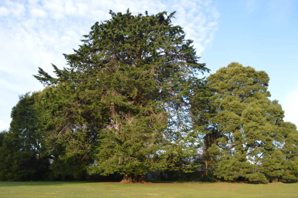 istock Cypress in Punucapa, Valdivia. 1165232140