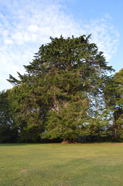 istock Cypress in Punucapa, Valdivia. 1165232170