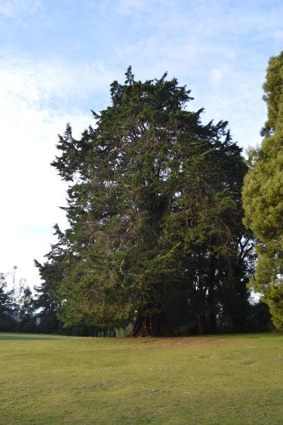 istock Cypress in Punucapa, Valdivia. 1165232189