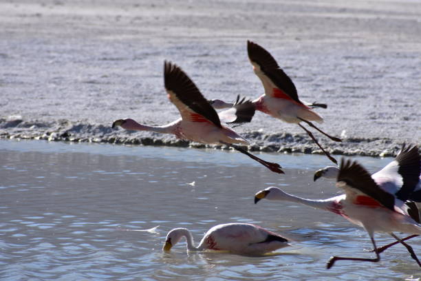 istock Flamingos in Bolivia 1165232702