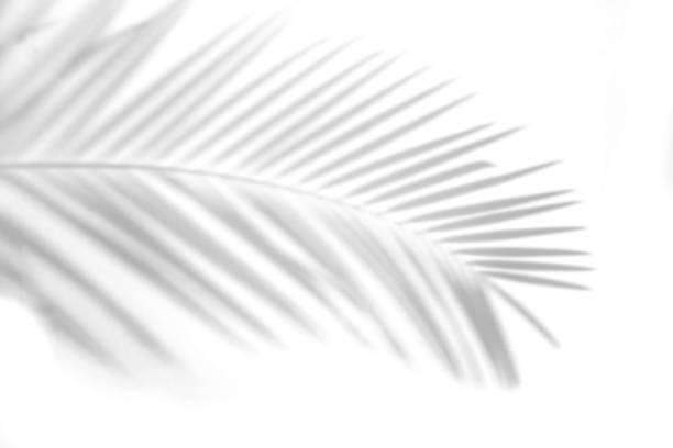 istock Abstract Shadow. blurred shadows palm leaves background. gray leaves that reflect concrete walls on a white wall surface for blurred backgrounds and monochrome wallpapers 1165233310