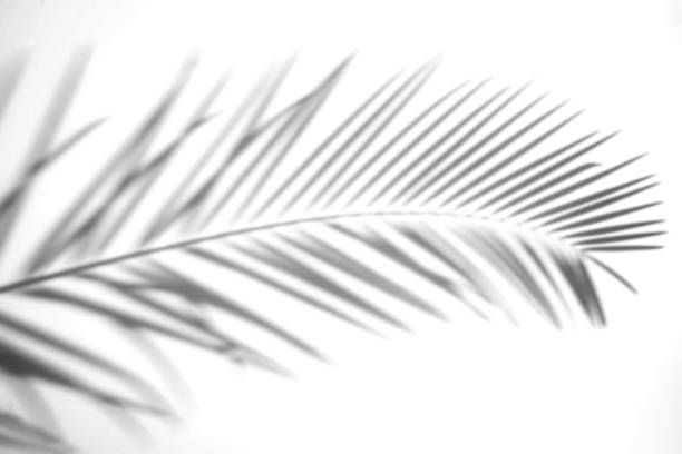 istock Abstract Shadow. blurred shadows palm leaves background. gray leaves that reflect concrete walls on a white wall surface for blurred backgrounds and monochrome wallpapers 1165233312