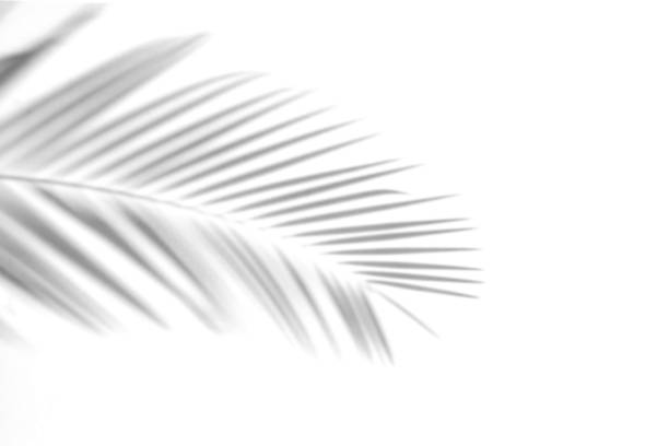 istock Abstract Shadow. blurred shadows palm leaves background. gray leaves that reflect concrete walls on a white wall surface for blurred backgrounds and monochrome wallpapers 1165233324
