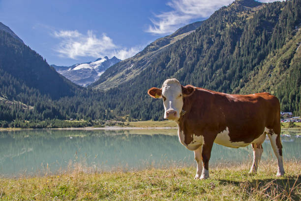 krowa w durlassboden nad jeziorem - gerlospass zdjęcia i obrazy z banku zdjęć