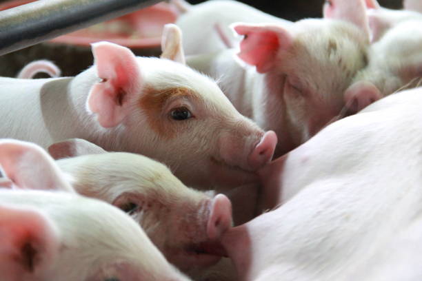 The piglets suckling milk from their mother in swine farm