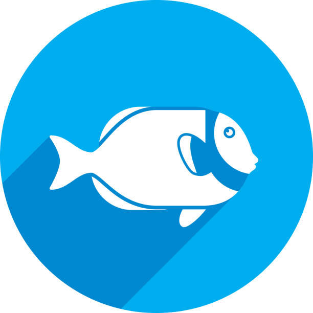 Powder Blue Tang Icon Silhouette Blue vector illustration of a powder blue tang fish icon in flat style. acanthurus achilles stock illustrations