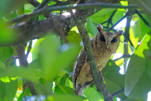 the owl is looking this way. during the daytime mattresses in the orchard's gardeners. - night perching owl imagens e fotografias de stock