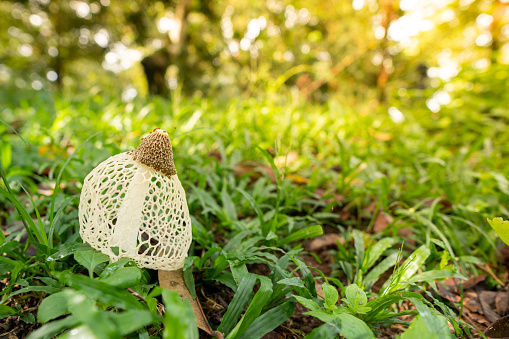 Mushrooms Stinkhorn are found in the eastern part of Thailand. They look like inedible nets.