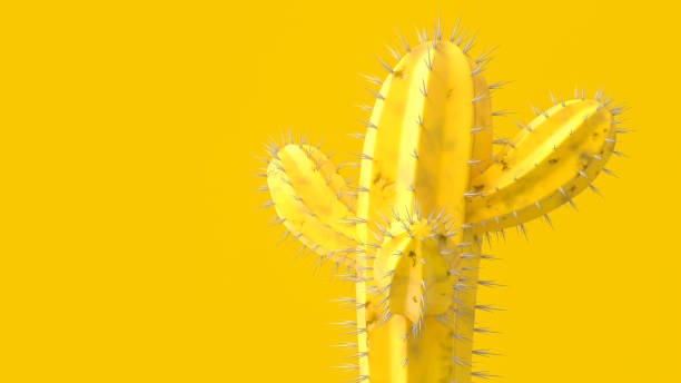 istock Cactus yellow color for background 1165241600