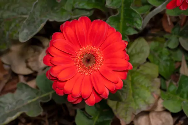 Full shot of a red gerbera flower with red and light brown center - top down view