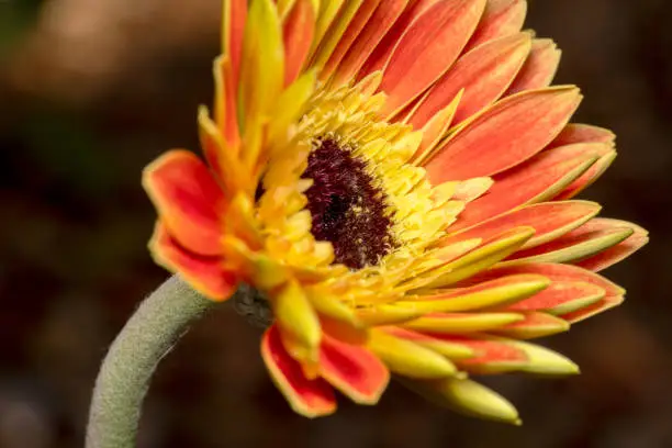 Tilted view shot of an orange gerbera flower with yellow and black center/eye