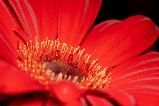 Close up side shot of a red gerbera flower with its yellow anther in focus