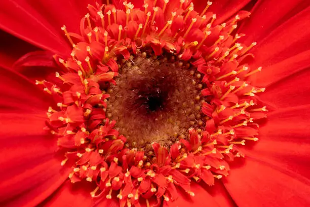 Close up shot of a red gerbera flower with red and light brown center with yellow tip stamens