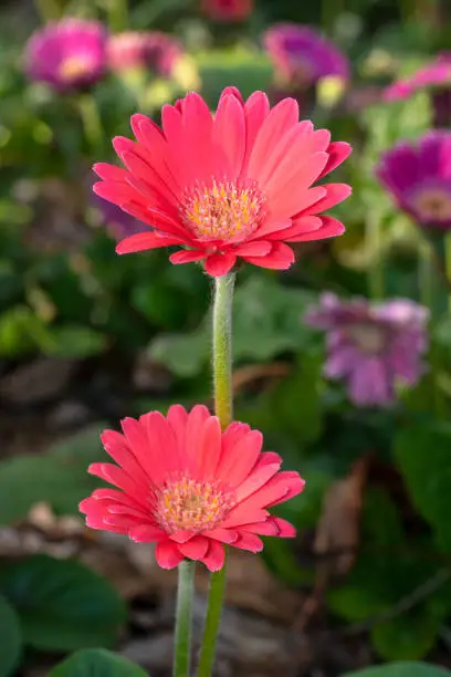 Two pink gerbera flowers in the garden with yellow center - portrait shot