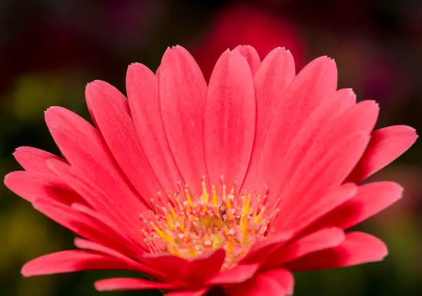 Close up shot of a pink gerbera flower with its yellow center is in focus