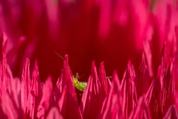 Close up shot of a pink flower with a tiny little green insect in between petals peeking out