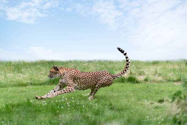 istock Adult cheetah  (Acinonyx jubatus)  running on grass 1165241768