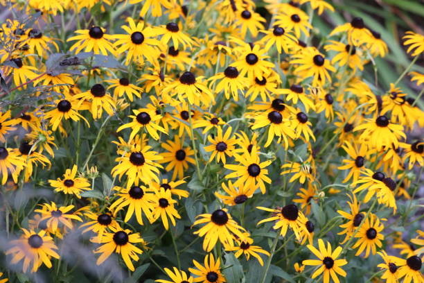 istock Black eyed susan 1165241840