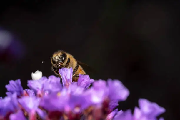 Honey bee looking for pollen on purple and white flowers with face full of pollen peeking out
