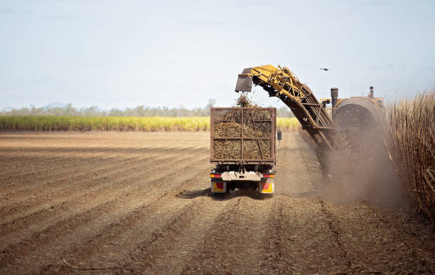 récolte de canne à sucre sur une ferme australienne - cut sugar cane photos et images de collection