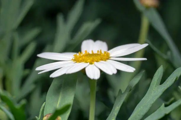 Beautiful white daisy flower with yellow center/eye and green background