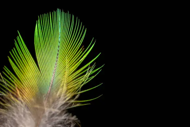 Colourful white yellow and orange feather of a bird with black background