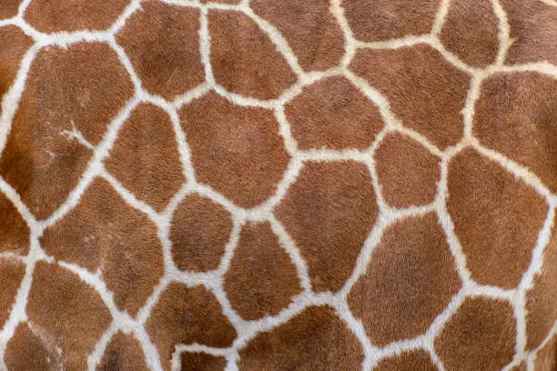 Photo of Closeup of live giraffe skin fur