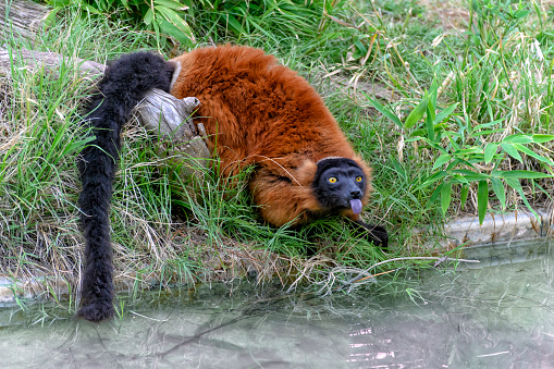 Red Ruffed Lemur (Varecia rubra) sitting at water's edge with tonge out