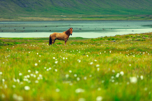 The Icelandic horse is a breed of horse developed in Iceland.