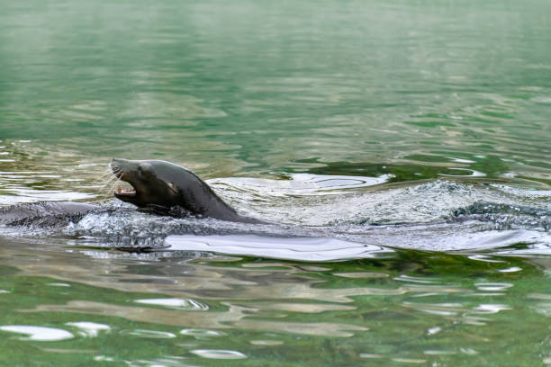 California Sea Lion (Zalophus californianus) swimming