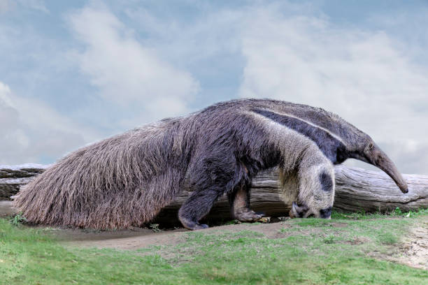 巨大なアンテアター。(ミルメコファガトリダクチラ) 草の上で目を覚ます、青い空 - anteater animal nose animal ant ストックフォトと画像