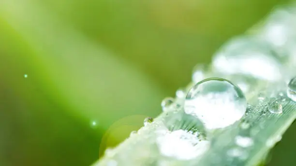 Beautiful 4K wallpaper with the crystal-like, morning dew stay on the leaf after the rain. Suitable for relaxing screen wallpaper.