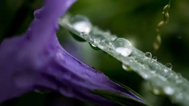Beautiful 4K wallpaper with the crystal-like, morning dew stay on the leaf after the rain. Suitable for relaxing screen wallpaper.